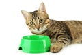 Beautiful cat eating, on white background Royalty Free Stock Photo