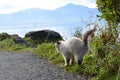 Beautiful cat exploring the vegetation on the side of a dirt road Royalty Free Stock Photo