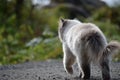 Beautiful cat exploring the vegetation on the side of a dirt road next to the sea shore Royalty Free Stock Photo