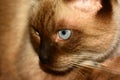 beautiful cat eye in closeup