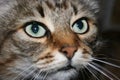 Beautiful cat face. Siberian cat