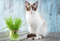 Beautiful cat with feline grass. Cat Grass for cat health. Pet