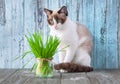 Beautiful cat with feline grass. Cat Grass for cat health. Pet Royalty Free Stock Photo