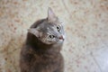 Beautiful cat on floor background. Playful, shorthair.