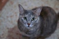 Beautiful cat on floor background. Playful, shorthair.