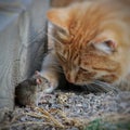 Beautiful cat fun and cleverly plays with the captured mouse