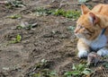 Beautiful cat fun and cleverly plays with the captured mouse