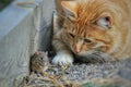 Beautiful cat fun and cleverly plays with the captured mouse