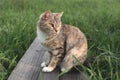 Beautiful cat on the grass