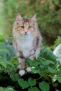 A beautiful cat with green plants in garden Royalty Free Stock Photo