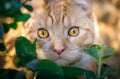 A cat hiding in the bushes Royalty Free Stock Photo