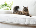 Beautiful cat at home Royalty Free Stock Photo