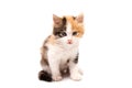 Beautiful cat kitten isolated on white background.. Royalty Free Stock Photo