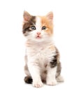 Beautiful cat kitten isolated on white background. Royalty Free Stock Photo