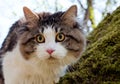 Beautiful cat Kurilian bobtail walks in the spring in the park on a leash. Pet sitting on a tree, closeup portrait. Fluffy cat