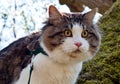 Beautiful cat Kurilian bobtail walks in the spring in the park on a leash. Pet sitting on a tree, closeup portrait. Fluffy cat
