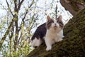 Beautiful cat Kurilian bobtail walks in the spring in the park on a leash. Pet sitting on a tree, closeup portrait. Fluffy cat