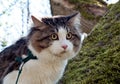 Beautiful cat Kurilian bobtail walks in the spring in the park on a leash. Pet sitting on a tree, closeup portrait. Fluffy cat