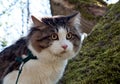 Beautiful cat Kurilian bobtail walks in the spring in the park on a leash. Pet sitting on a tree, closeup portrait. Fluffy cat