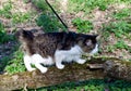 Beautiful cat Kurilian bobtail walks in the spring in the park on a leash. Pet sitting on a tree, closeup portrait. Fluffy cat