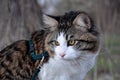 Beautiful cat Kurilian bobtail walks in the spring in the park on a leash. Pet sitting on a tree, closeup portrait. Fluffy cat