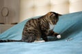 A beautiful cat plays on the bed