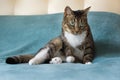 A cat sits gracefully on a bed