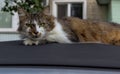 A beautiful cat lies on the roof of a car against the backdrop of an apartment building.