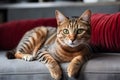 A beautiful cat lies on the sofa. Generative AI