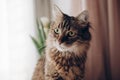 beautiful cat look portrait. maine coon with amazing green eyes, big whiskers and funny emotions on background of window room wit