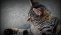 A grey beautiful cat looking around.