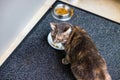 Beautiful cat looks around in surprise while eating Royalty Free Stock Photo