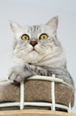 Beautiful cat lying in basket Royalty Free Stock Photo