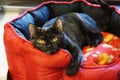 A beautiful cat is lying in the bed Royalty Free Stock Photo