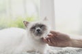 Woman caressing a cat lying on a fluffy carpet