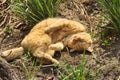 Beautiful cat lying on the street in the grass Royalty Free Stock Photo