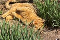 Beautiful cat lying on the street in the grass Royalty Free Stock Photo