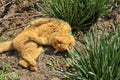 Beautiful cat lying on the street in the grass Royalty Free Stock Photo