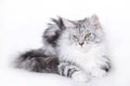 Beautiful cat, Maine Coon