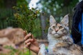 Beautiful Maine Coon cat and a sprig of blueberries in the hands of a woman