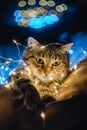 Beautiful cat near Christmas decoration. Vertical photo. Copy space