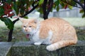 Beautiful cat in Onomichi, Japan Royalty Free Stock Photo