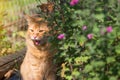 Beautiful cat outdoor in garden with flowers in sunlight Royalty Free Stock Photo