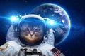 Beautiful cat in outer space Royalty Free Stock Photo