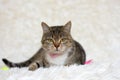 A beautiful cat in a pink collar lies on a white carpet. Royalty Free Stock Photo