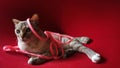 Portrait photo of beautiful cat playing with pink shoelace sitting on red chair Royalty Free Stock Photo