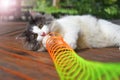 Beautiful cat playing fun with colorful toy springs in the garden Royalty Free Stock Photo