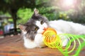 Beautiful cat playing fun with colorful toy springs in the garden Royalty Free Stock Photo