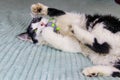 Beautiful cat playing with mouse toy on a bed Royalty Free Stock Photo
