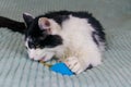 Beautiful cat playing with mouse toy on a bed Royalty Free Stock Photo